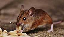 24 Hour & Emergency Exterminators in Jackson, NH
